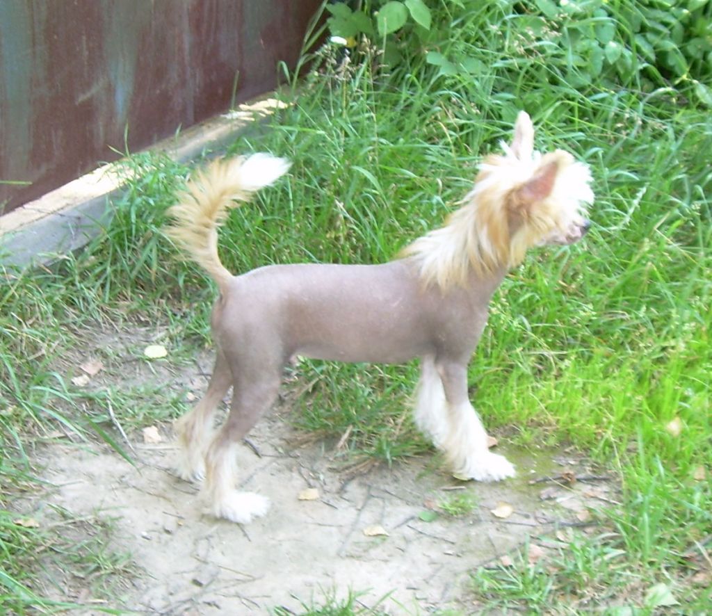 Olegro Katrin Little Angel