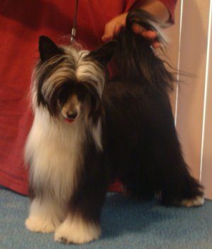 Cristalls Black Beauty