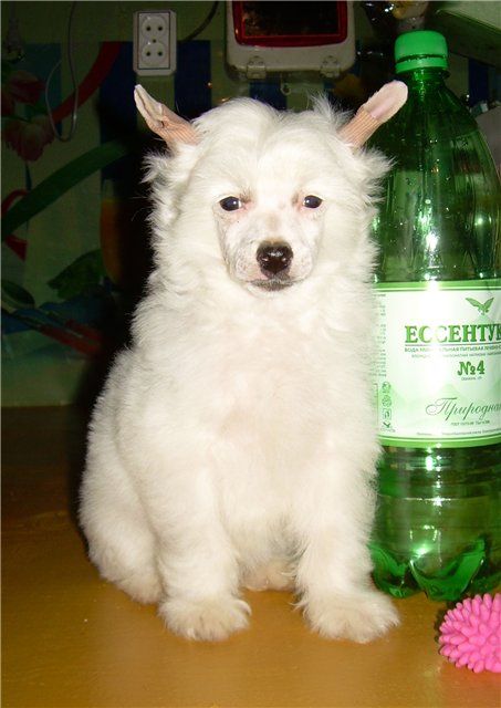 Angel O' Check Urfin Djus