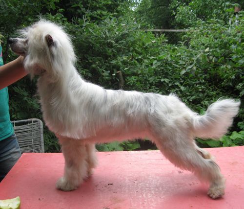 Angel O' Check Undina Belaya Feya