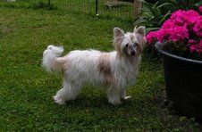 Chattanooga's Cocopa