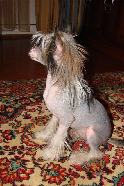 Miroslav Knyaz Moskovii