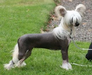 Hitmonchan Picture Ella at Akashic