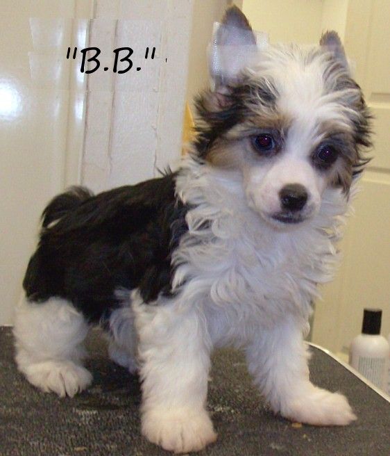 Show'NTell's Boston Baby