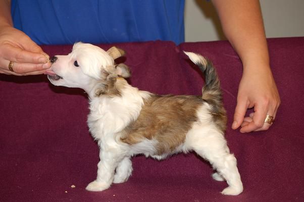 Tiangou's Nice Arctic Light