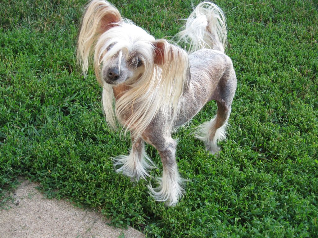 Outlaw's Pinkie Tuscadero Diva