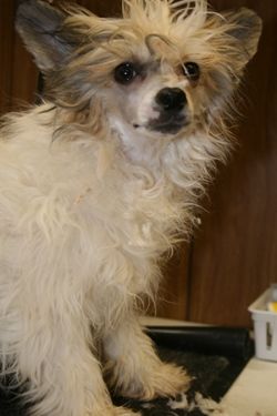 Blancho Sweet Innocence