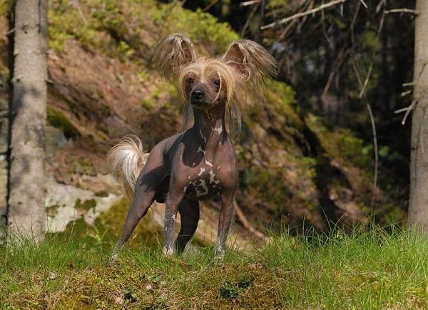 Windy Willow's Arabian Night