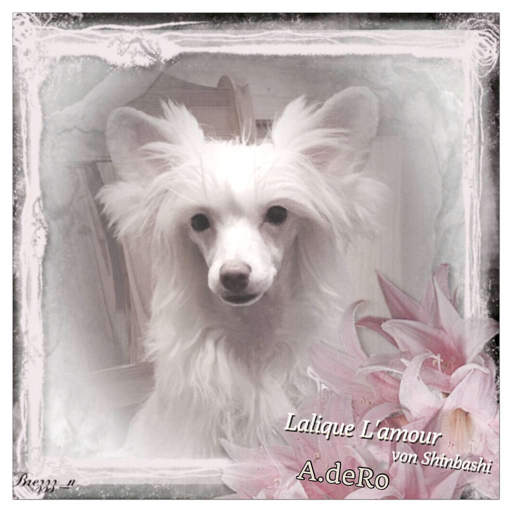 Lalique L'Amour von Shinbashi