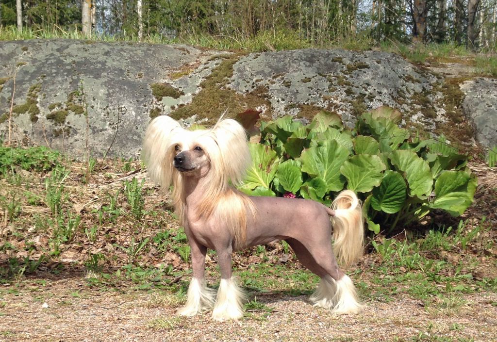 Arte Figure Caipirinha