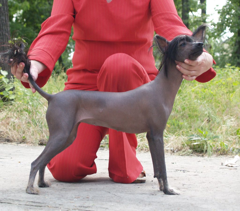 Chernoglazka Mila i Laska ot Volnogo Psa