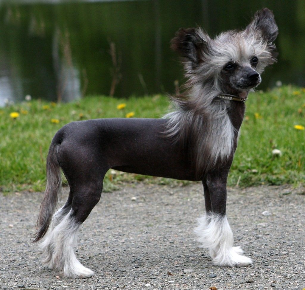 Poulot's A Million Dollar Baby