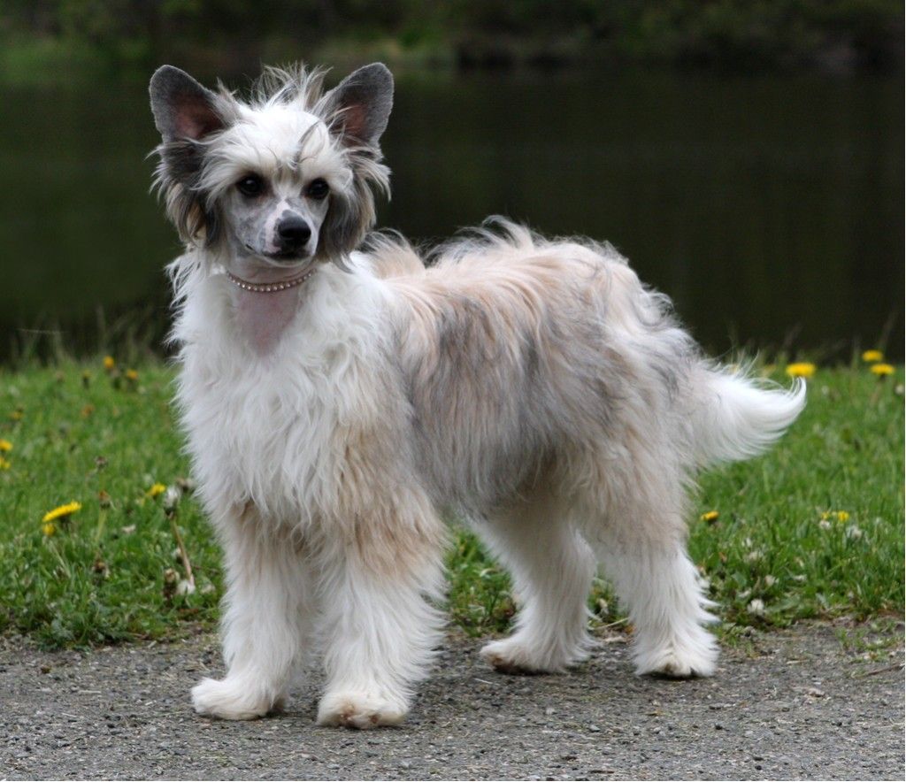 Poulot's Anything For You