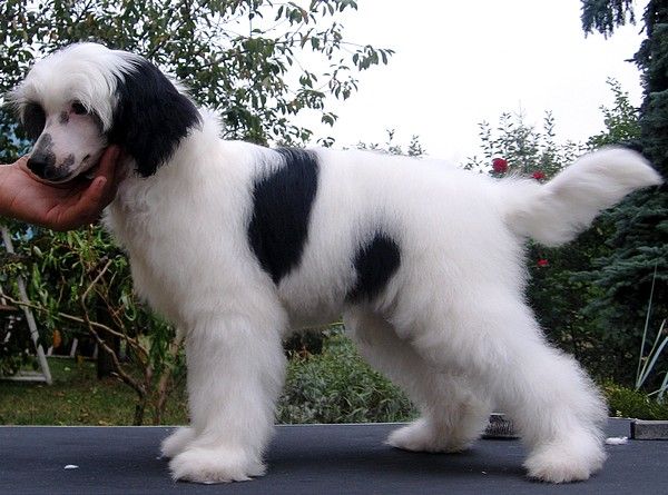 Gargamel Goliath Roztocka hvezda