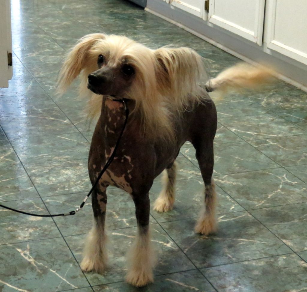 Vicary Remington Steel