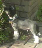 Anfarra Rambo of Sterlingden