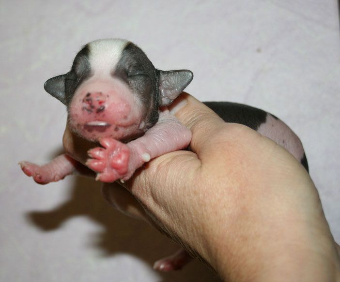 do-minh-ho du pave de varennes