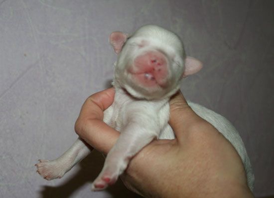 dao-son du pave de varennes