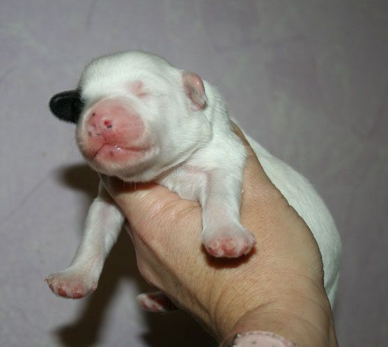 d'jazzy du pave de varennes