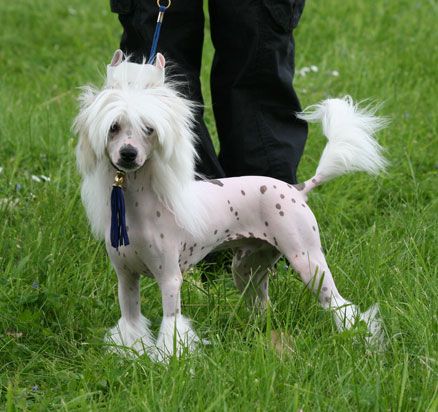 dai-lee du pave de varennes