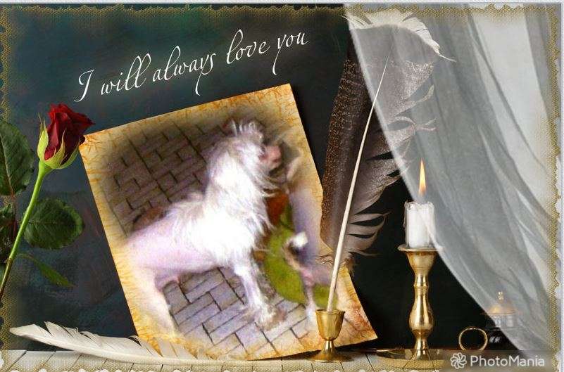 Zsa Zsa's Special Gift Diamond Place