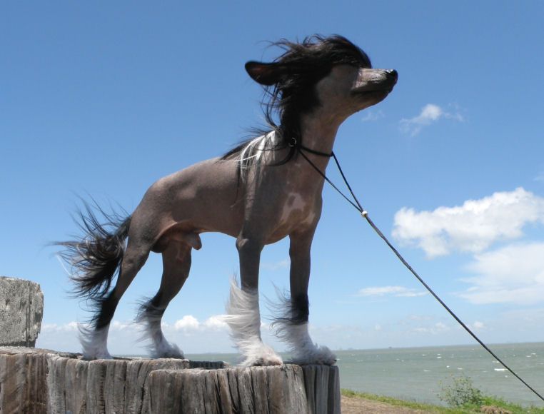 Echo's It's All About Integrity