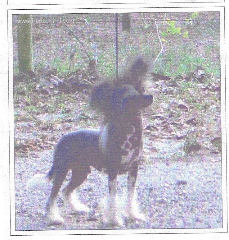 Blanch-O's Against The Wind