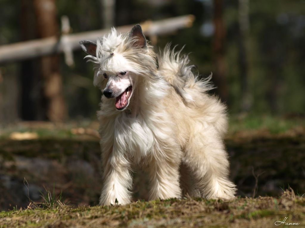 Danchester's Believe In Me