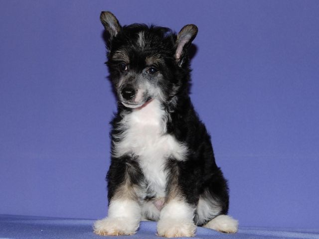 True Magnifisen Shaggy Miracle