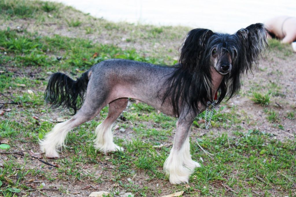 True Magnifisen Shampagne Sparkling