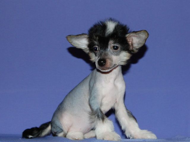 True Magnifisen Shizgara