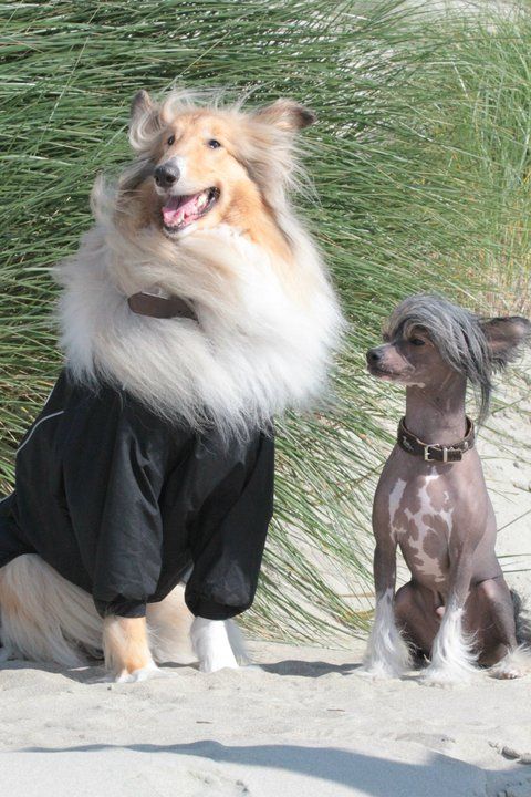 Fundoklia-Völgyi Kaszanics Big Brother