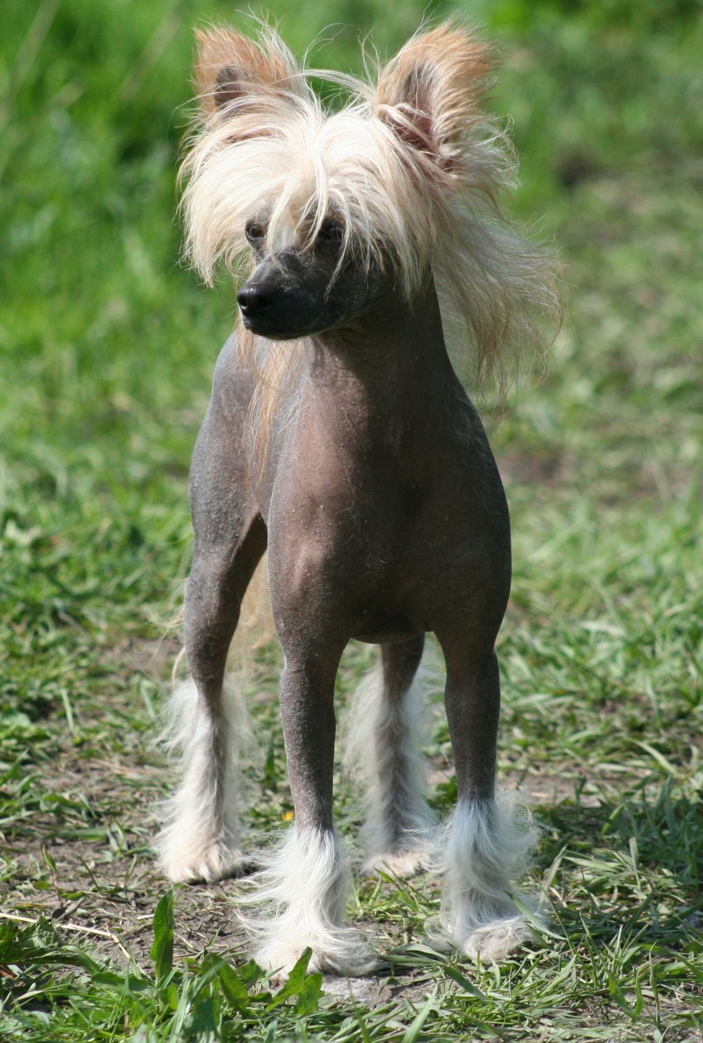 Baldpark's Good Fortune For Tamarsh (neutered)