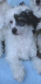 SaTaMu Fuwa Huanhuan