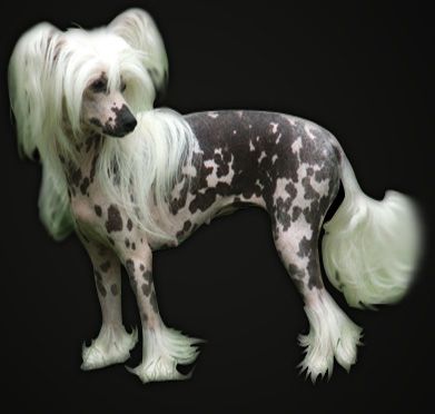 Shranae Polkadot Pashion