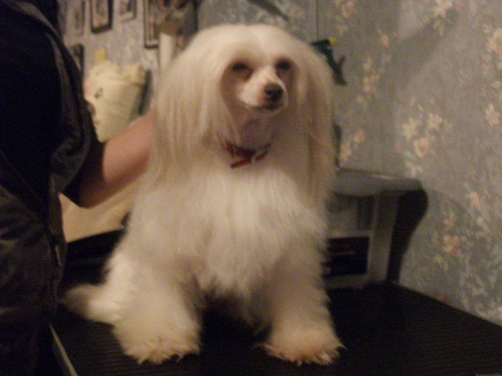 Shranae Christmas Dream