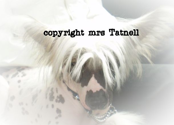 spiritcrest Diva dancer