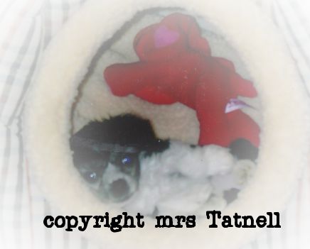 shanghigh prince charming