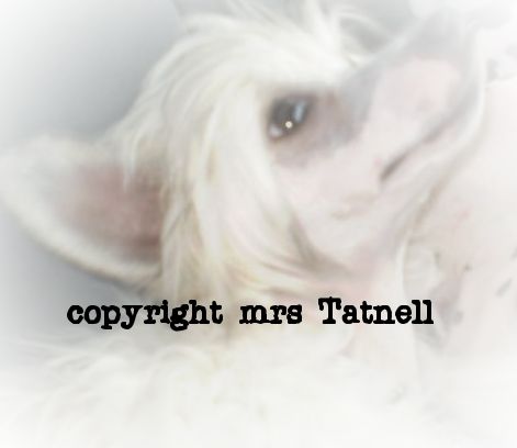 Spiritcrest pinup girl