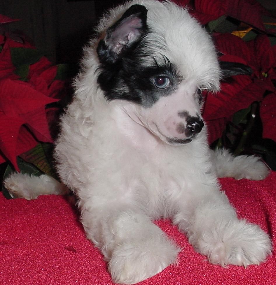 NH Alfonso Of Castile