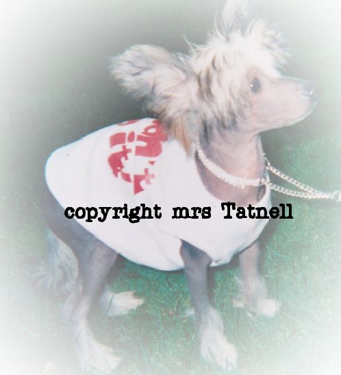 spiritcrest lm cute n cool