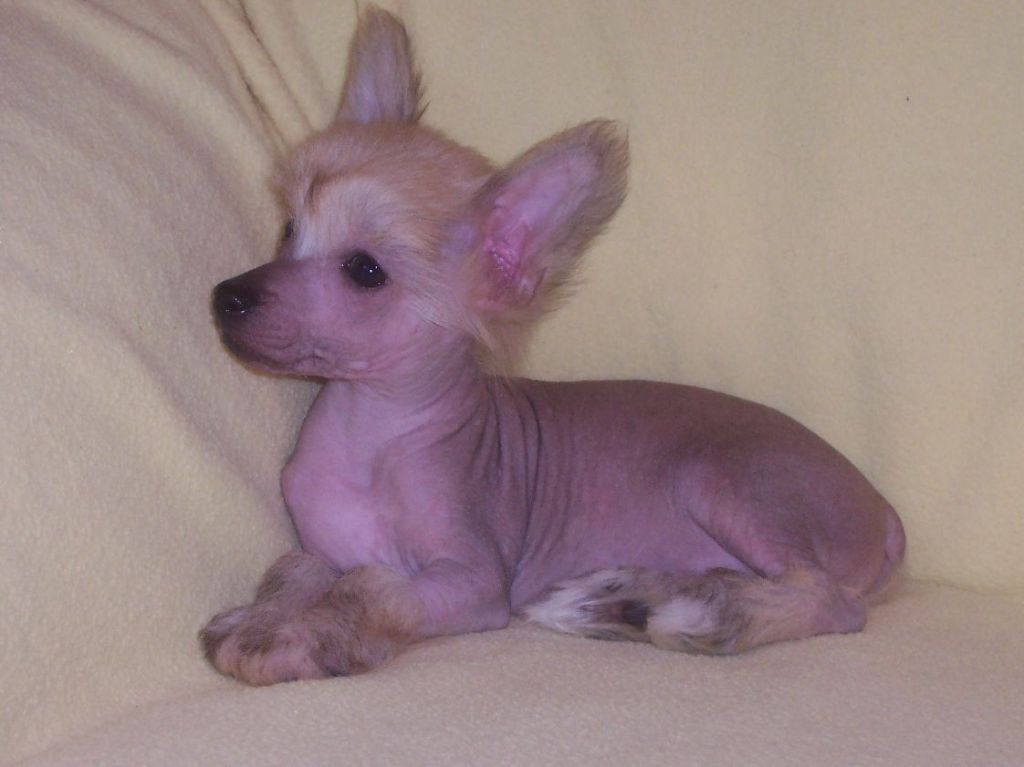 Onello Gavany's Bohemia