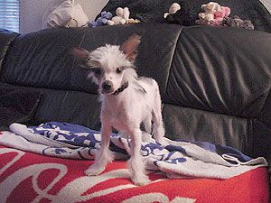 X-tra Flashy Fantasy Island