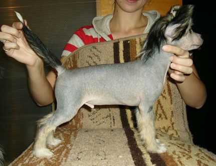 Sapfir iz Tsarskogo Sela Flipper