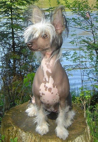 Sapfir iz Tsarskogo Sela Hara