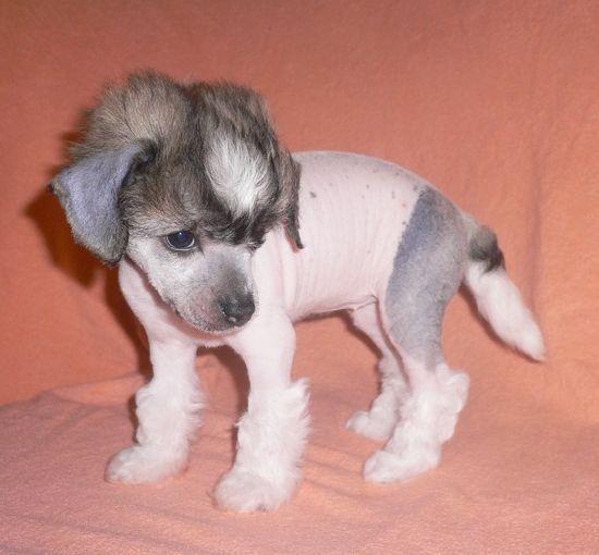 Andromeda Mesicni Jas