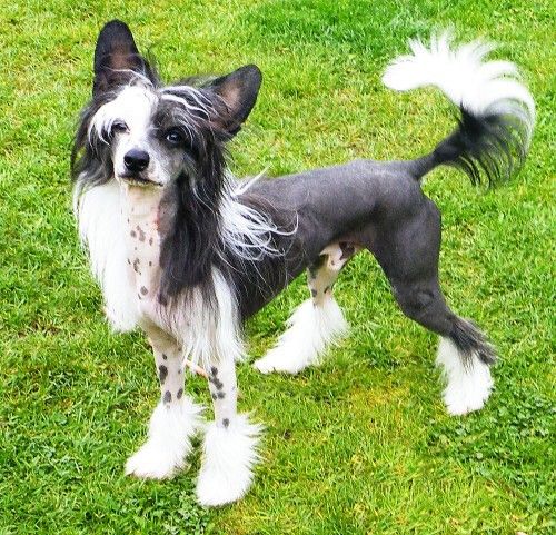 Dandy The Gentleman Black de Almamasan