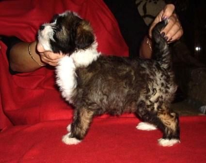 Sapfir iz Tsarskogo Sela Shik