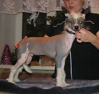 Sapfir iz Tsarskogo Sela Jupiter