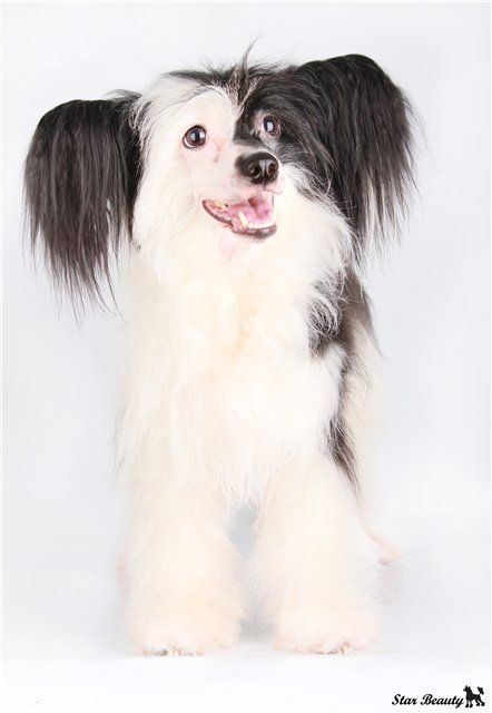 Gidaori Happy New Year